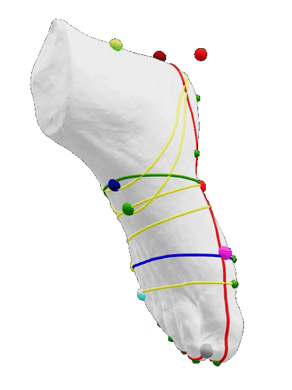 Annotated 3D foot scan rotating through 360 degrees